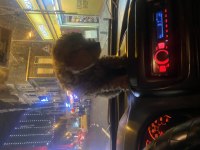 SEVİMLİ TOY POODLE