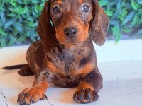 Çikolata merle rengi ile en güzel dachshund