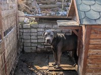 CANE CORSO BLUE DİŞİ 2 YAŞINDA HİÇ EŞ GÖRMEMİŞ