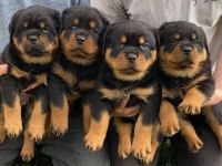 Rottweiler Yavrularımız Evinizin Neşesi Olacaktır