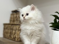 Pamuk gibi British longhair yavru