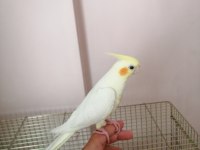 3 aylık yavru sultan papağanı