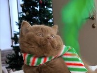 Popstar Chocolate British Shorthair