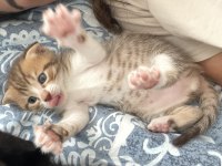 2 Aylık Bebiş Scottish Fold