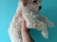 Güzel sevimli maltipoo