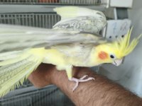 Ele alıştırmalık sultan papağanlar