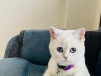 Mavi Gözlü British Shorthair Kızımız