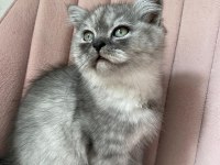 Safkan british longhair