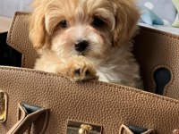 Irk Garantili Maltipoo Yavruları