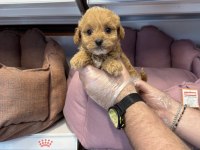 Bebek yüzlü maltipoo yavrularımız