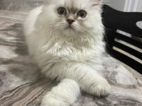 British Longhair blue point