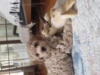İzmir erkek maltipoo