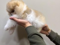 Ender Renk Bebeklerimiz Pomeranian Boo