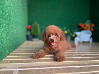 Toy Poodle Köpekler Referans Yavru
