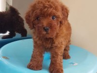 Toy Poodle Yavruları