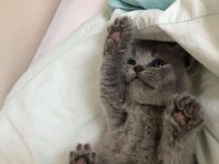 1 Mayıs doğumlu scottish fold bebekler