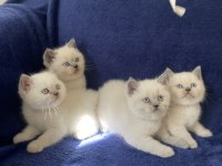Safkan çok sağlıklı aile ortamından yavru kediler