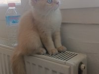Full şecereli kucak kedisi