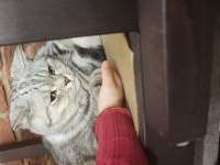 Uysal akıllı british shorthair kedimiz