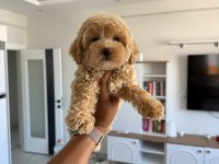 TEACUP KORE MALTIPOO SAFKAN WC EĞİTİMLİ 