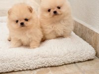 TEACUP PRENSES MİNİ BOY POMERANİAN