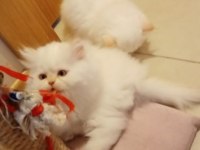 İran Persian erkek ve dişi yavrular