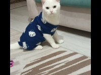 Ücretsiz sahiplendirme british shorthair erkek