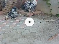 Balck modlet Brahma