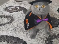 Ücretsiz Scottish Fold Dişi