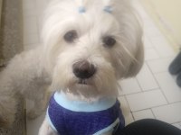 GÜZELLER GÜZELİ MALTESE LİLAMİ SAHİPLENDİRİYORUM