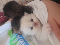 Yavru scottish fold longhair