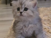 British longhair şecereli