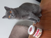 2 yaşında british shorthair kedisi