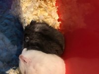 Yavru Gonzales Hamster