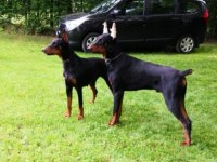 Eğitimli Doberman Yavrular