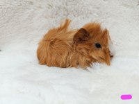 Guinea Pig Bebekler