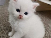 Minnak scottish fold yavrularımız