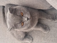 Scottish Fold Kedimizi Sahiplendiriyoruz