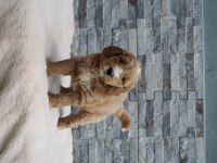 F1B GOLDENDOODLE YAVRULAR