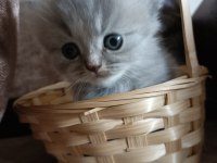 British longhair uygun puanlı