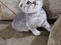 Scottish fold yavrumuz yeni yuvasına gitmeye hazır
