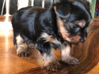 Ankaranın en güzel tea cup yorkshire terrier leri