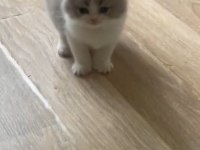 Bicolor dişi safkan lilac rengi scottish fold