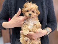 ORJİNAL KALİTE MALTİPOO YAVRUM