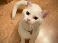 ŞANSLI YA YENİ ŞANS OLUN KEDİM