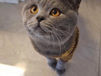British shorthair 1 yaşında