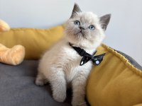 A Kalite Blue-Lynx Point Erkek British Shorthair Yavrular