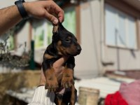 Şecereli babadan doberman king yavrular