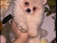 Pomeranian spitz yavrular