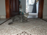 7 aylık erkek british longhair